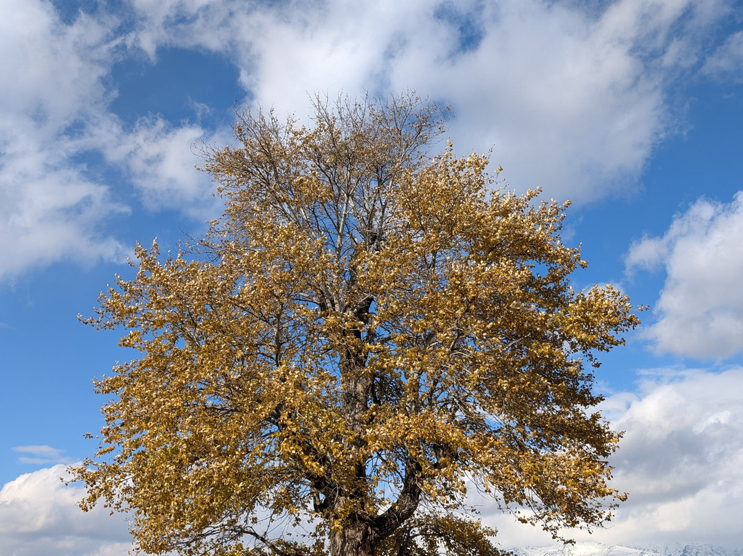 Silk Road Travel-乌鲁木齐市必去景点
