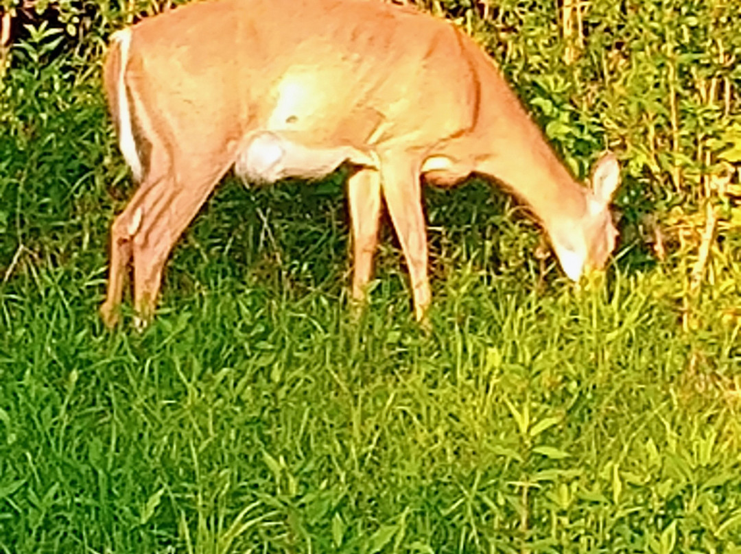 Detroit Lake Public Beach-Detroit Lakes必去景点