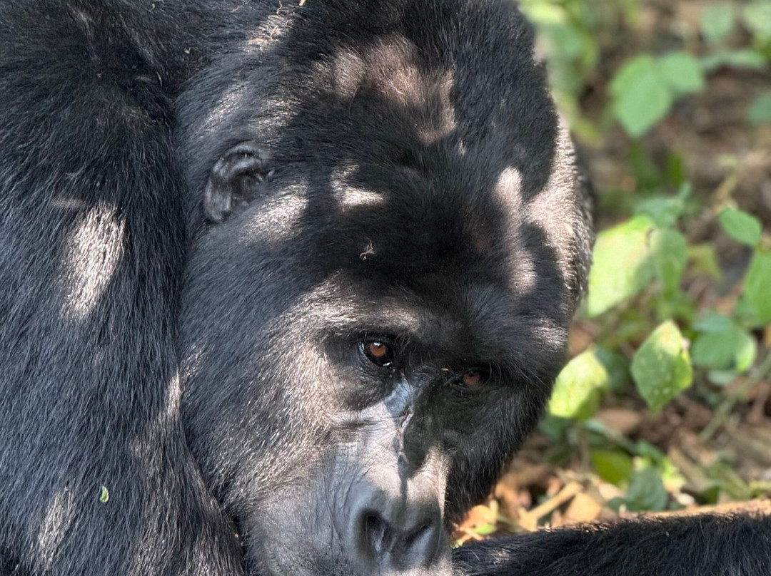 Kafu Safaris-坎帕拉必去景点