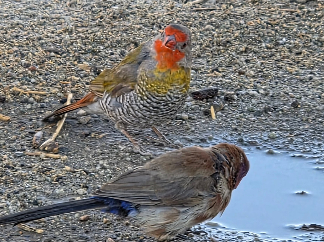 Kubu Island-Makgadikgadi Pans National Park必去景点