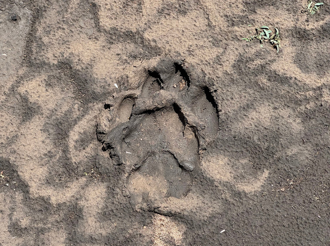 OSOTUA TENTED CAMPS-Ikoma必去景点