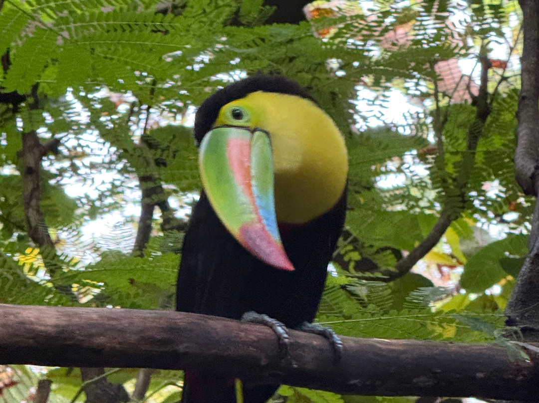 Diamante Eco Adventure Park-Playa Matapalo必去景点