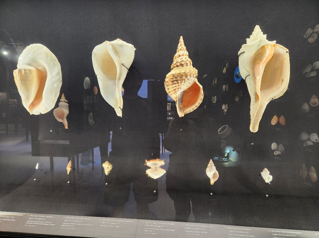 The Bailey-Matthews National Shell Museum & Aquarium-萨尼贝尔岛必去景点