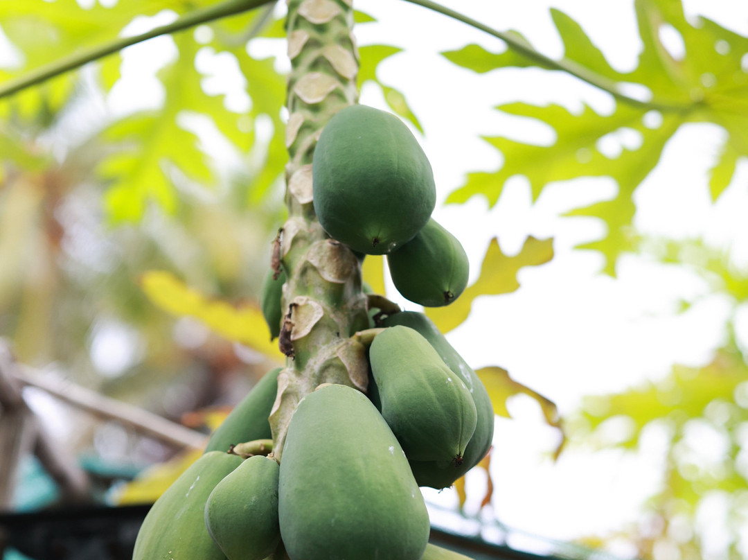 Pension Poerani Nui主图