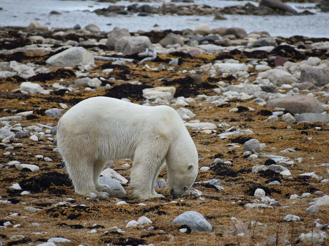 Heartland International Travel & Tours-温尼伯必去景点