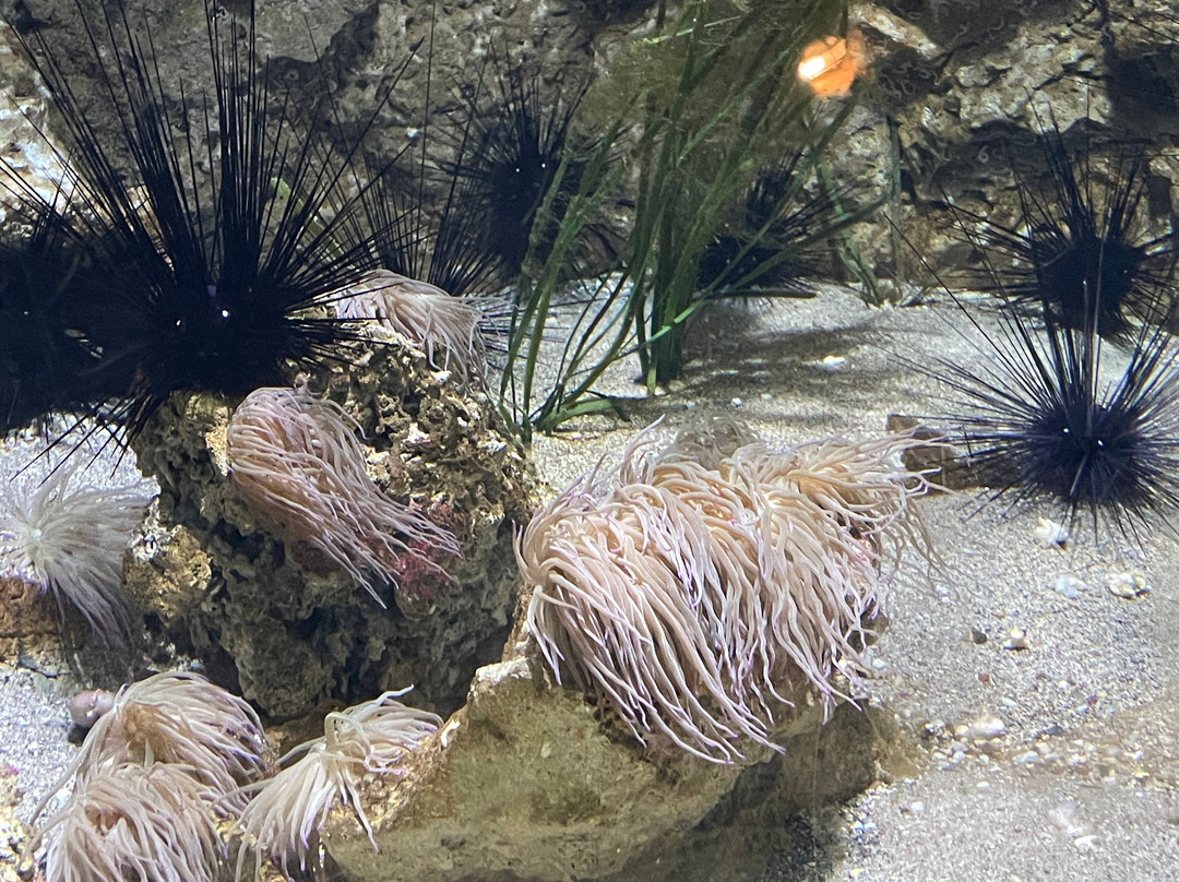 Aquarium of Rhodes - Hydrobiological Station-罗德城必去景点