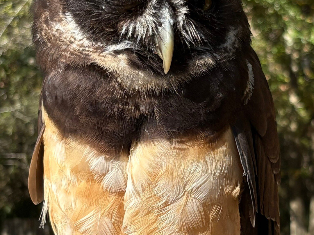 The Center For Birds Of Prey-Awendaw必去景点