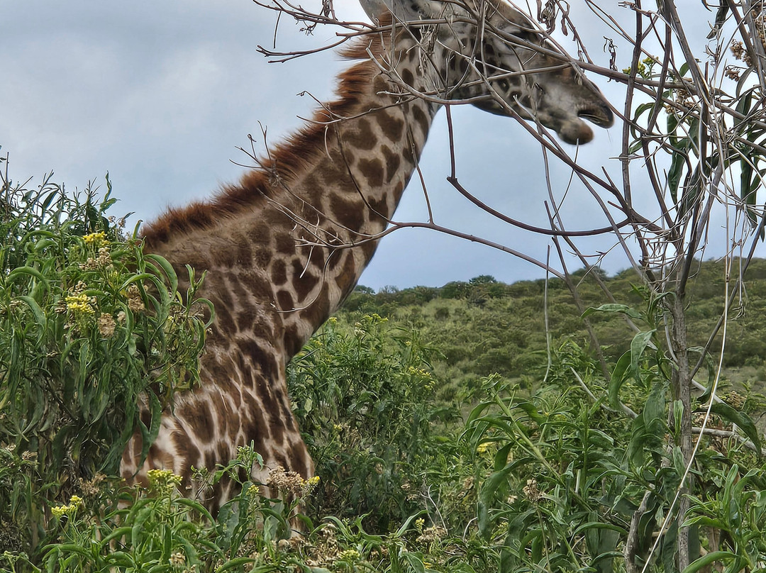 African Horizons-内罗毕必去景点
