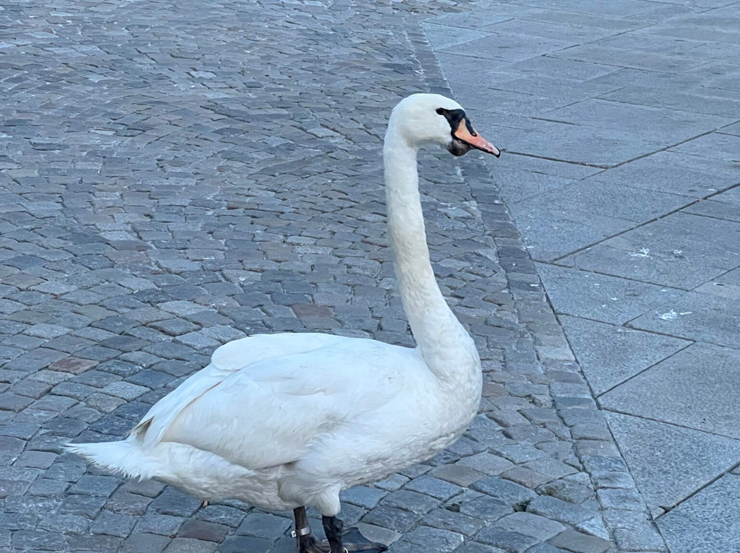 Torget-斯塔万格必去景点