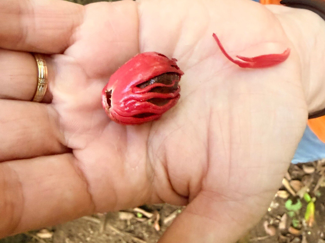 Kaz À Vanille-La Trinite必去景点