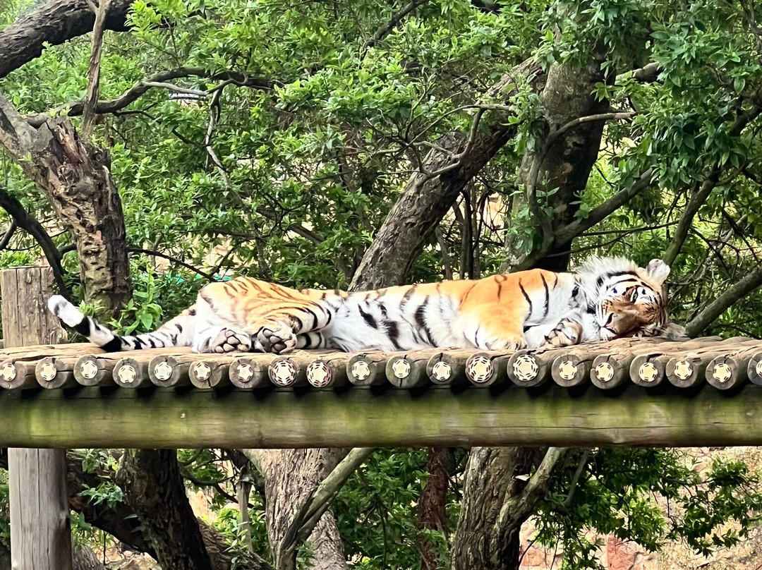 Johannesburg Zoo-约翰内斯堡必去景点