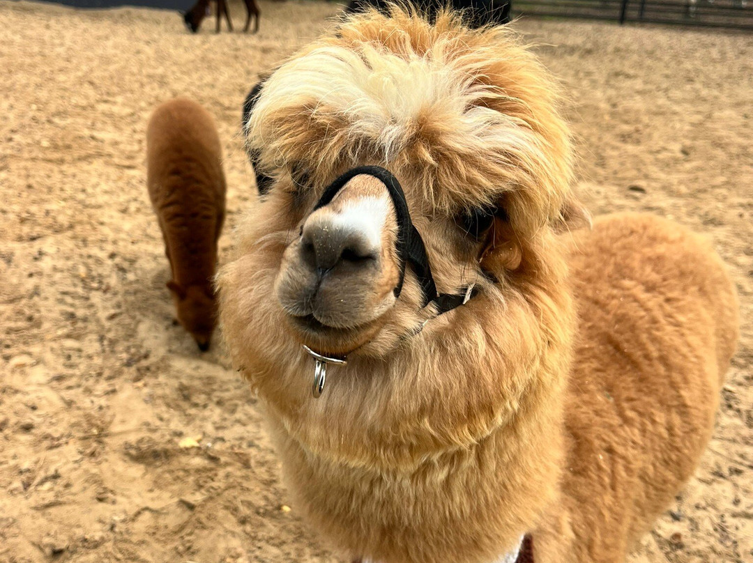 Pacha Mama Alpaca Park-Yasenevo必去景点