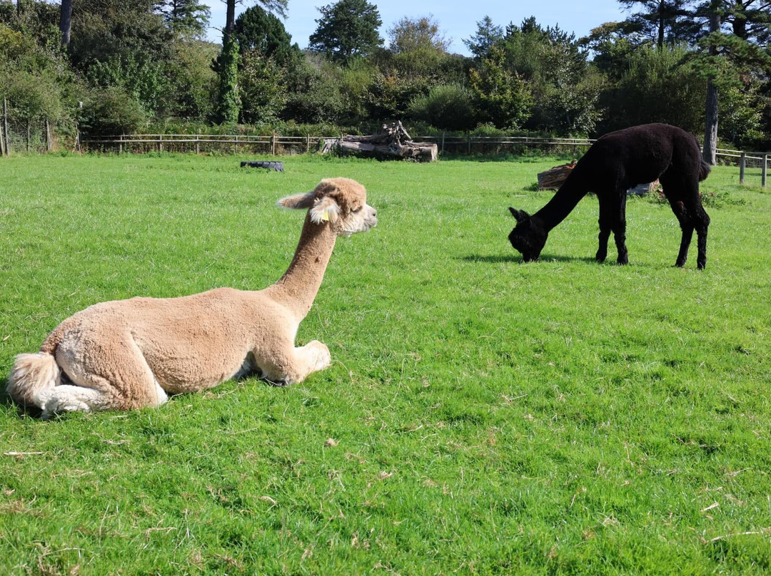 Margam Park-塔尔伯特港必去景点