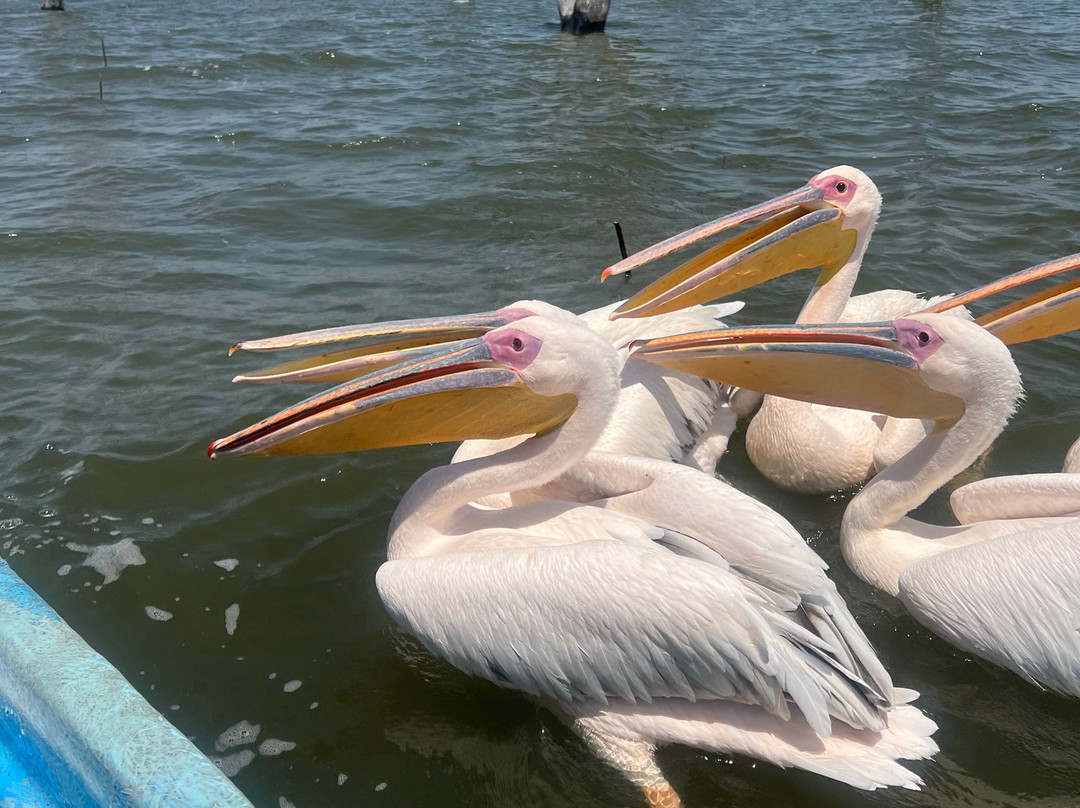 Lake Naivasha-奈瓦夏必去景点