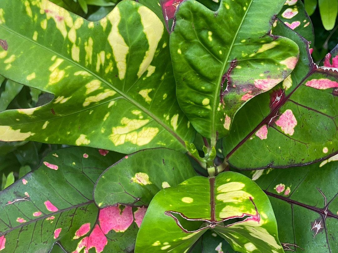 South Maui Gardens-基黑必去景点