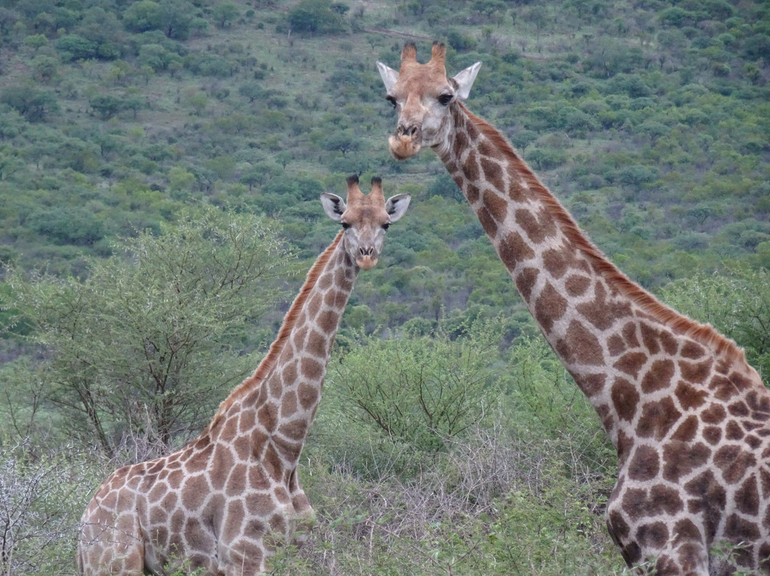 Letamo at Qwabi Private Game Reserve主图