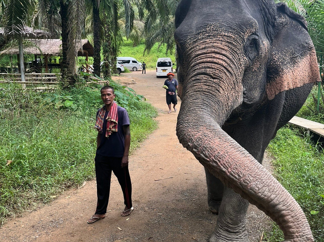 Khao Sok Elephant Sanctuary-拷索国家公园必去景点