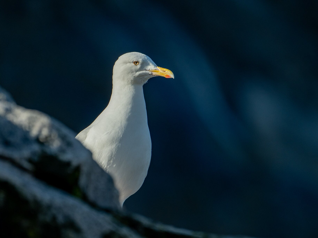 The Fjord of Eternity-Maniitsoq必去景点