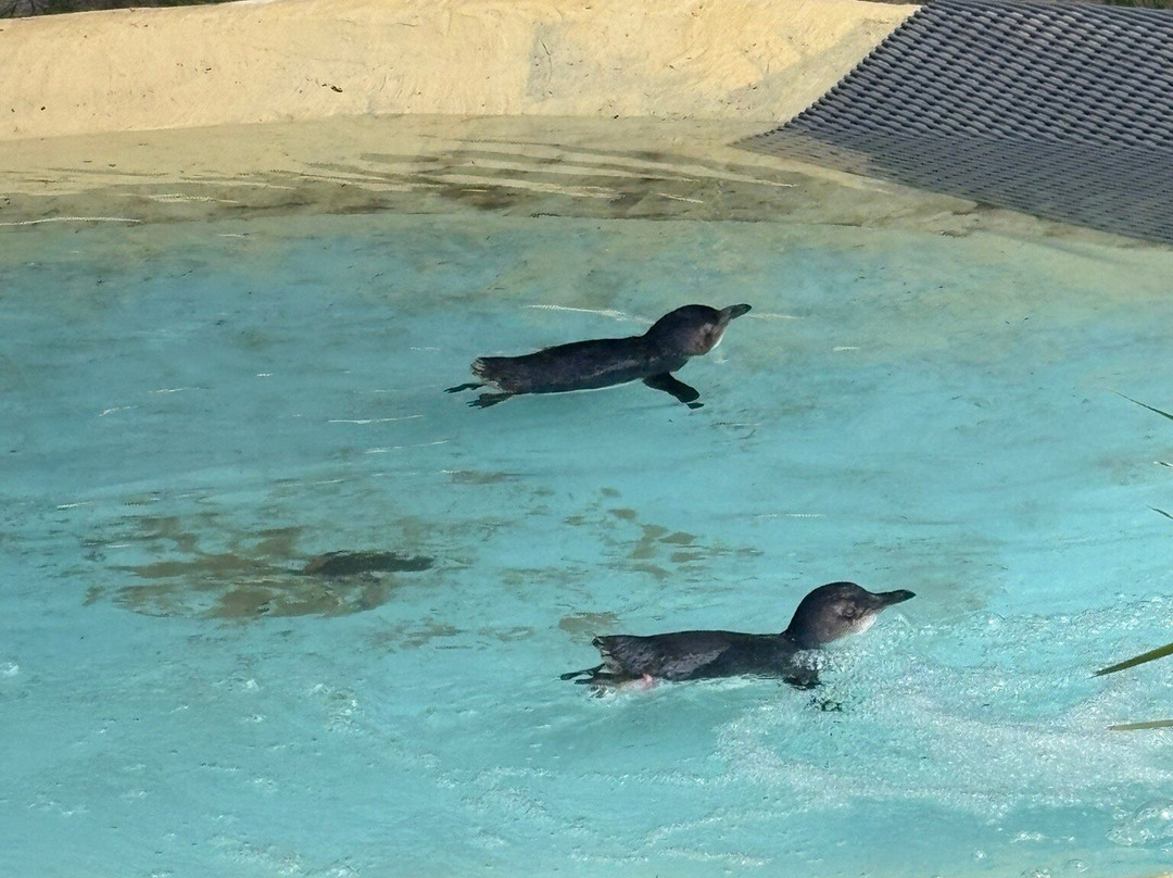 Kangaroo Island Wildlife Park-塞登必去景点