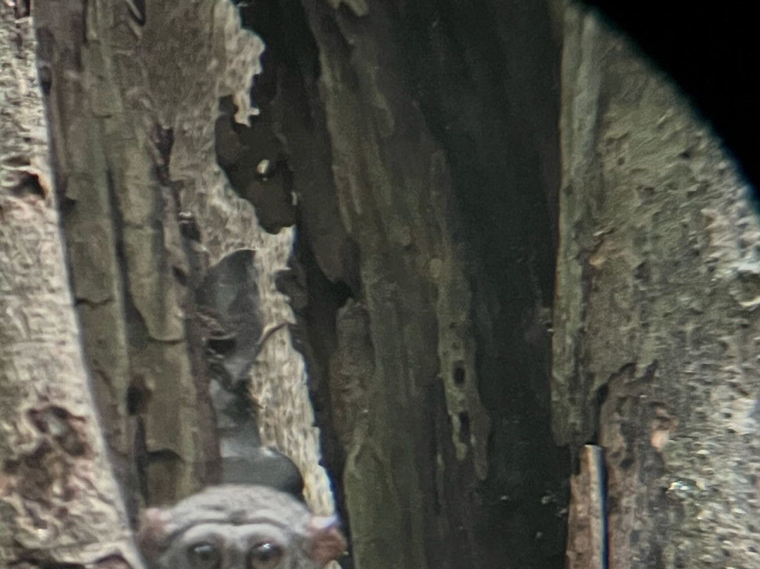 Safari Tours & Travel-万鸦老必去景点