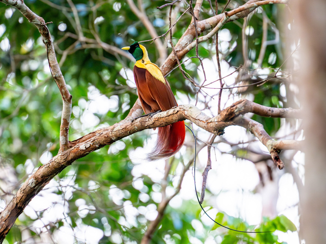 Raja Ampat Biz-索龙必去景点