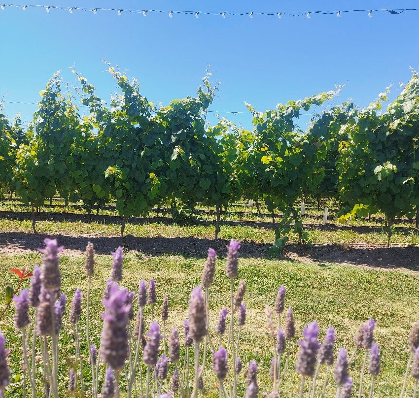 Pizzorno Family Estates-Canelones必去景点