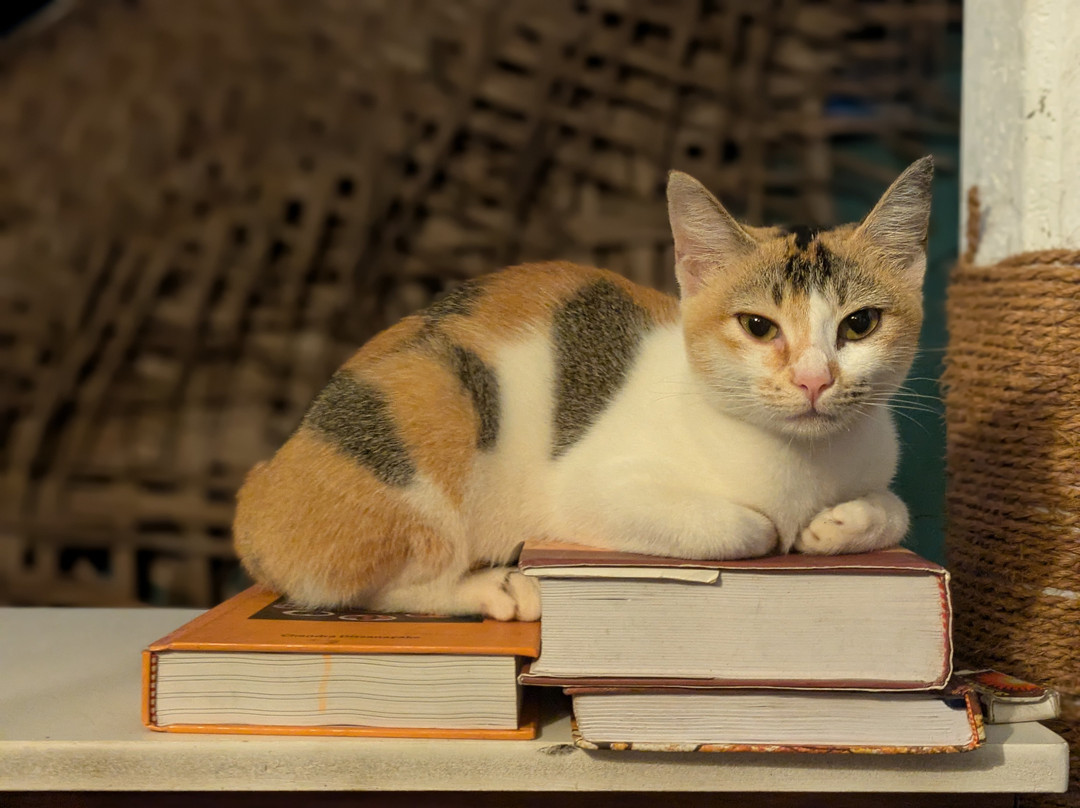 Spice Spoon: Traditional Smoke kitchen cooking Experience: southern Sri Lanka-Gurubebila必去景点