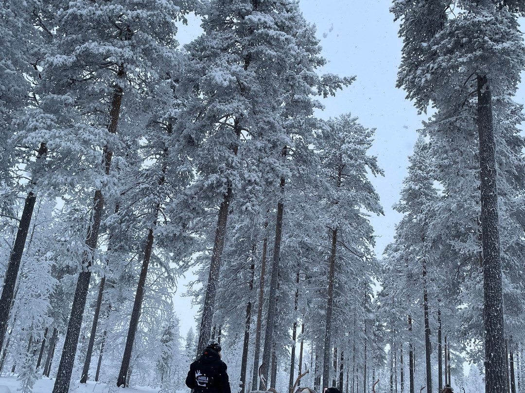Jaakkola Reindeer Farm-Luosto必去景点