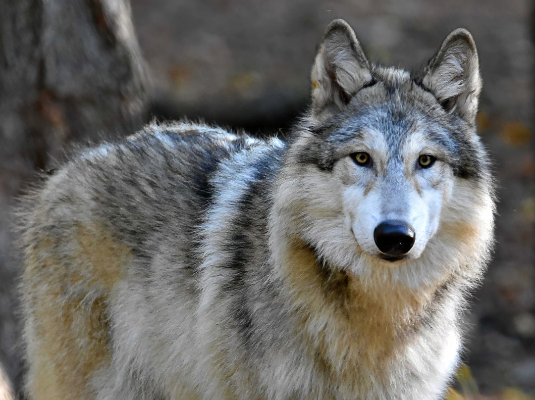 Lakota Wolf Preserve-Columbia必去景点
