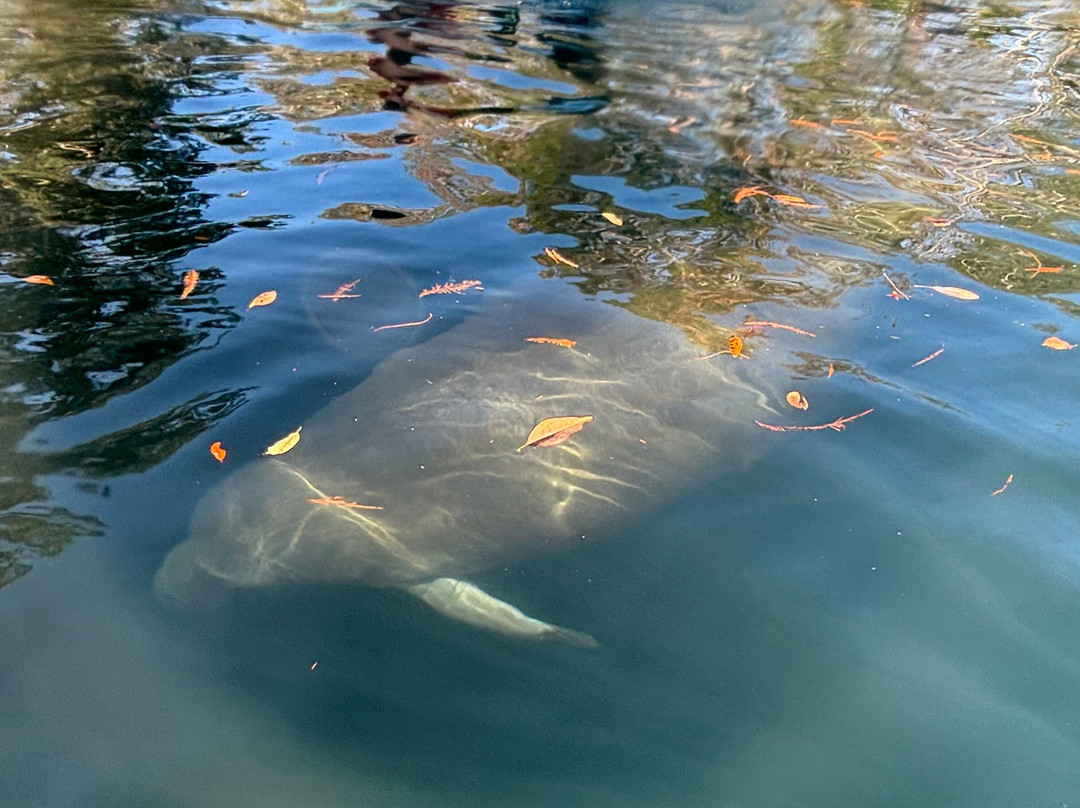 Weeki Wachee Kayaking-Weeki Wachee必去景点