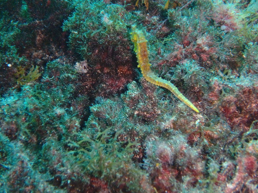 Pura Vida Diving-布兰卡滩必去景点