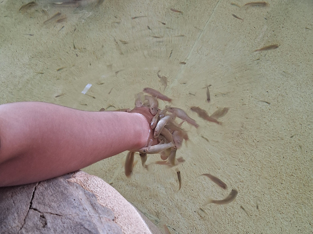 Acuario Michin Guadalajara-瓜达拉哈拉必去景点