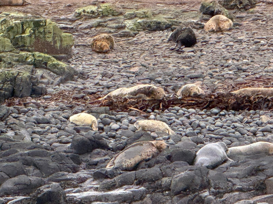 Billy Shiel's Boat Trips-Seahouses必去景点
