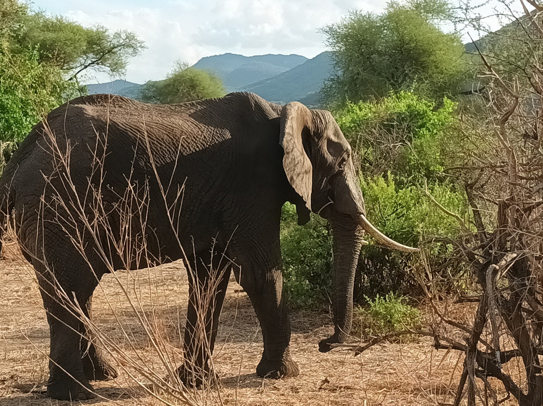 Tanzania Specialist-阿鲁沙必去景点
