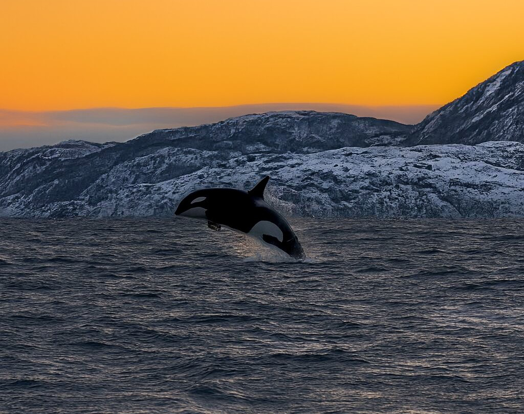Lofoten Opplevelser-霍宁斯沃格必去景点