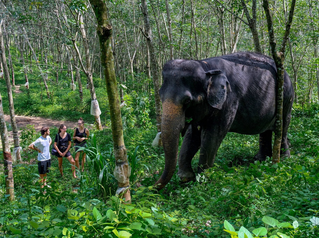 Elephant Care Relief-凯格勒 必去景点