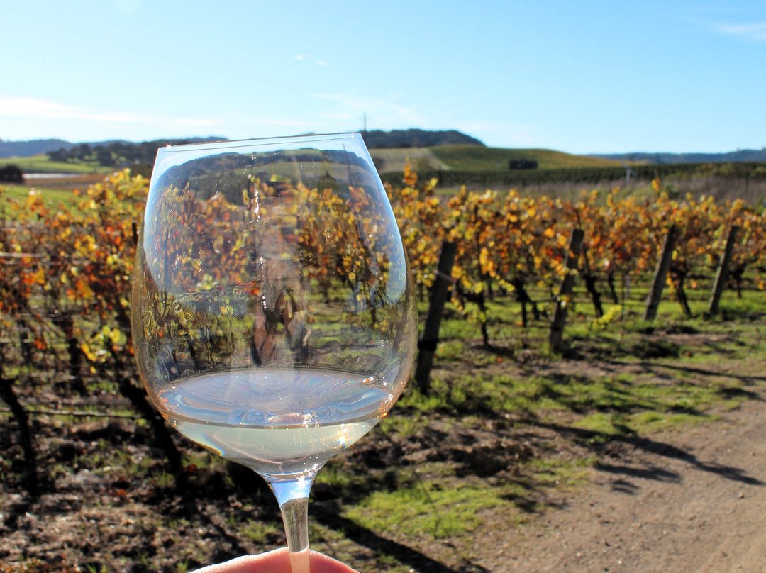 Chamisal Vineyards-圣路易斯-奥比斯波必去景点