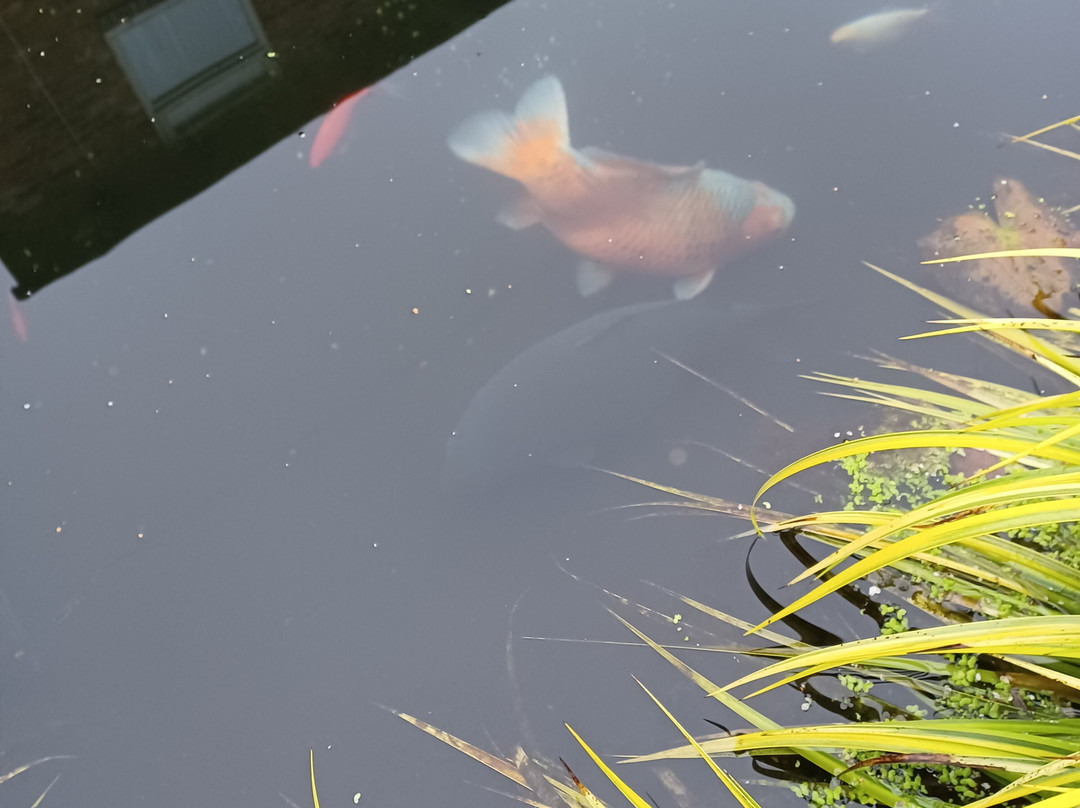 The Manor Guesthouse主图