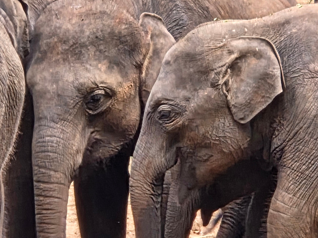 Tony Sri Lanka Tours-亚洪加拉必去景点