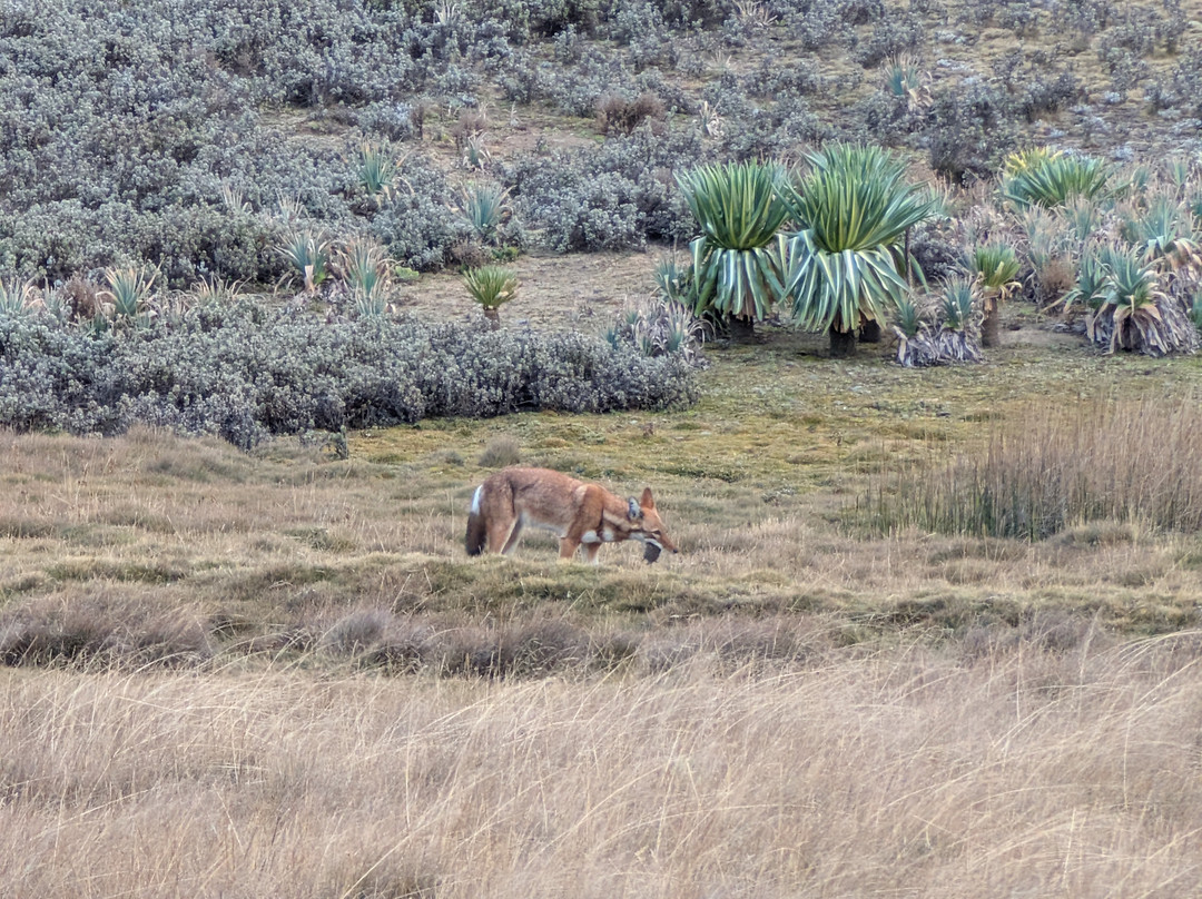Bale Mountains Tours-Bale Mountains National Park必去景点