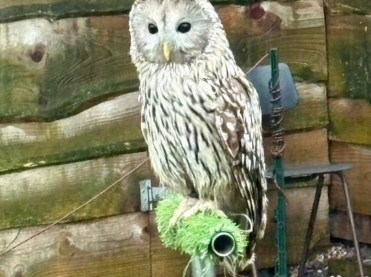 Pitcombe Rock Falconry-Bruton必去景点