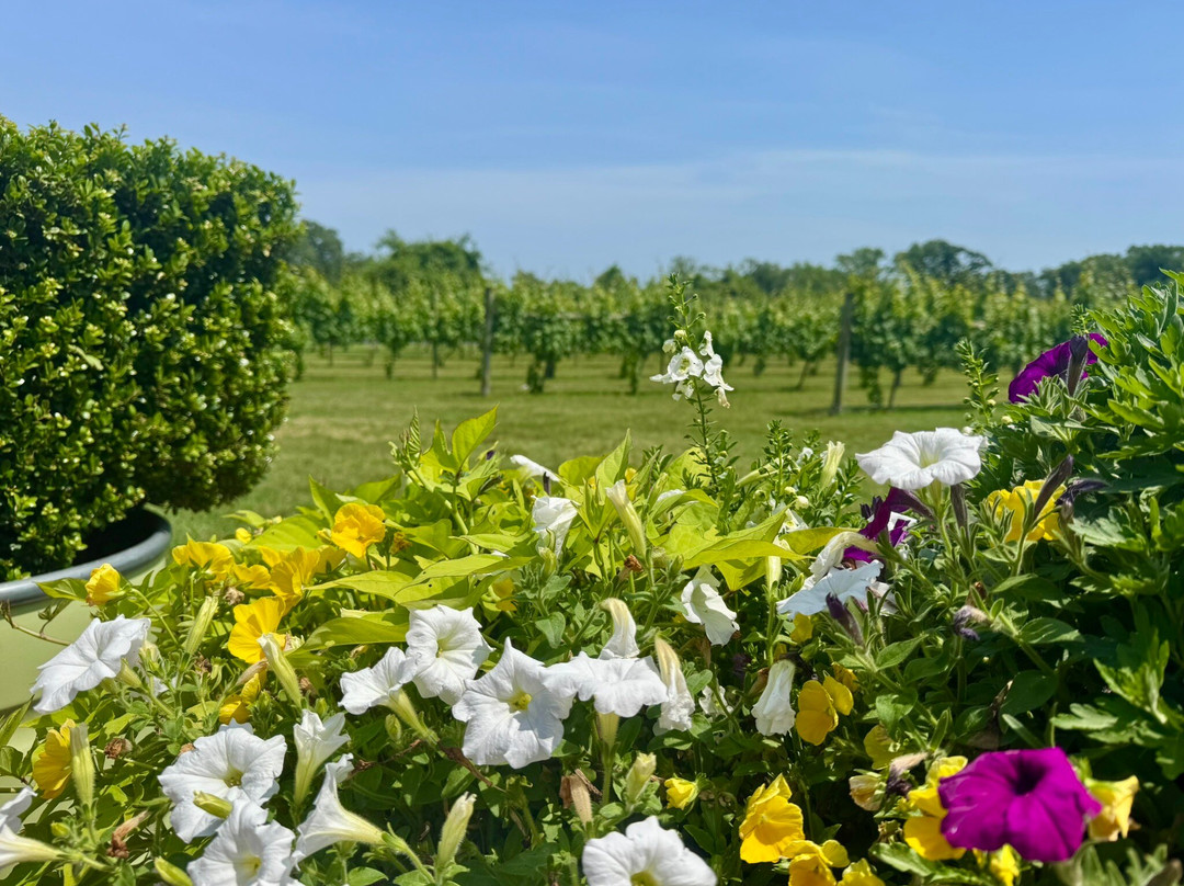 Willow Creek Winery-开普梅必去景点