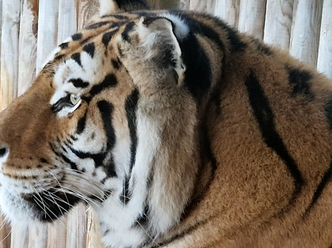 Lincolnshire Wildlife Park-Friskney必去景点