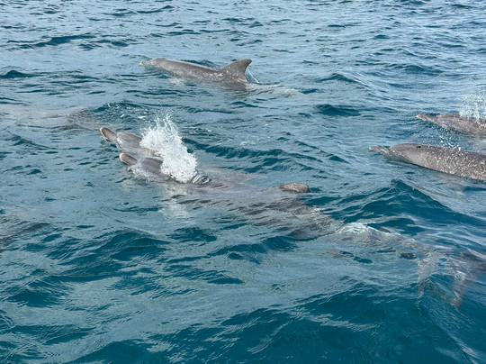 DALLOKY MAGNIFIQUES KENYA SAFARIS-蒙巴萨必去景点