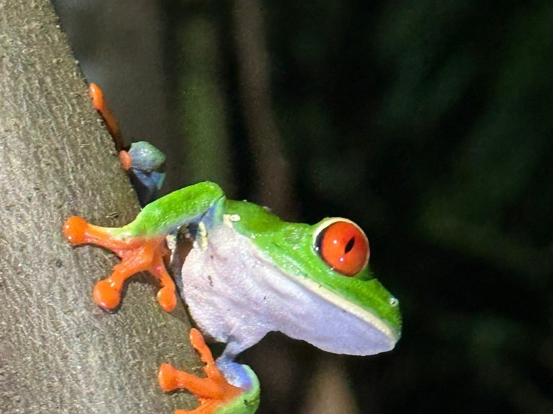 Frog's Paradise-Bijagua de Upala必去景点