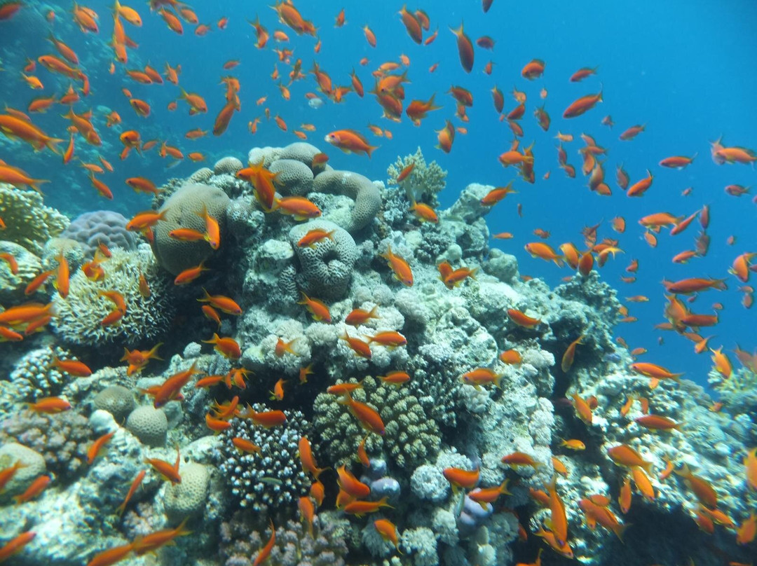 La Pecora Nera-Escursioni Sharm-沙姆沙伊赫必去景点