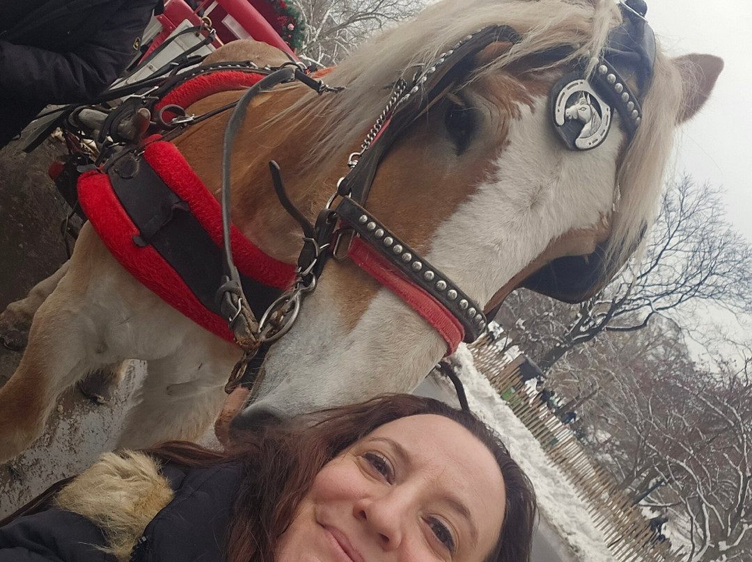 NYC horse carriage services-纽约市必去景点