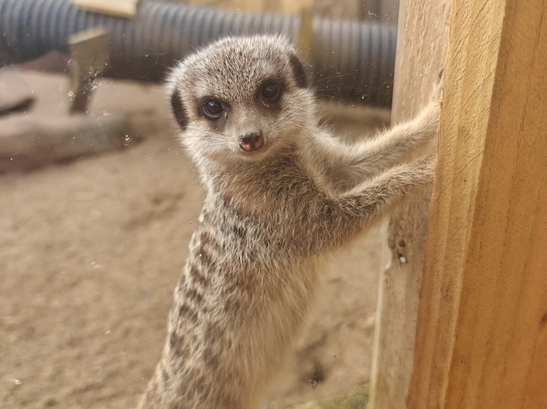 Millets Farm Falconry Centre-弗里福德希斯必去景点