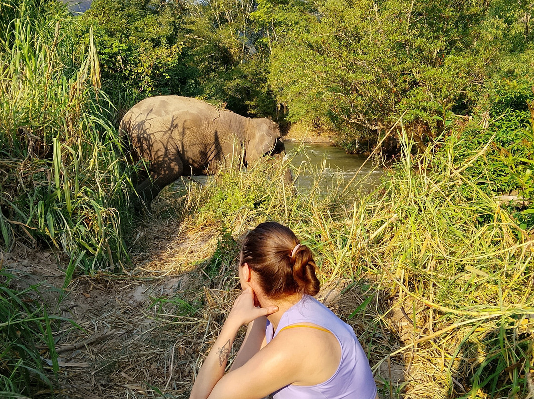 Elephant Sanctuary Care Park-清迈必去景点