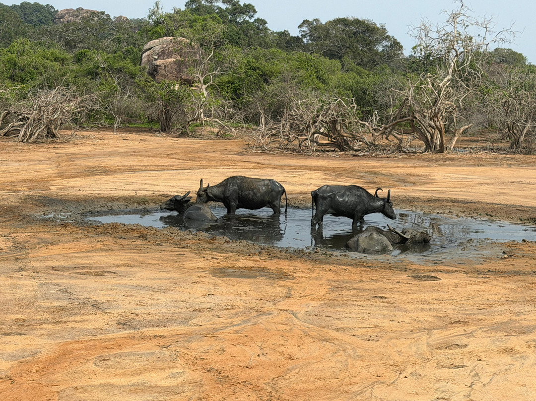 Sasha Tours-Waskaduwa必去景点